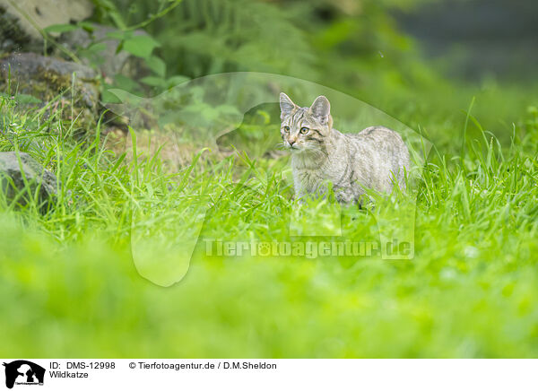 Wildkatze / wildcat / DMS-12998