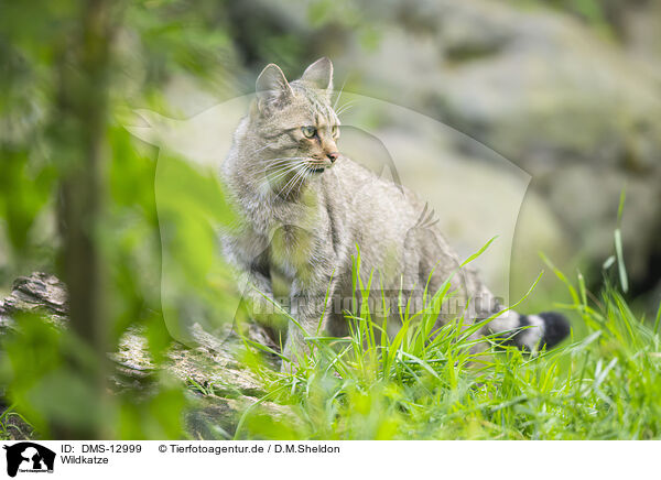 Wildkatze / wildcat / DMS-12999