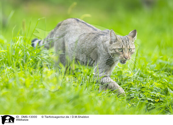 Wildkatze / wildcat / DMS-13000
