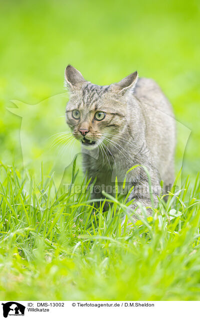 Wildkatze / DMS-13002