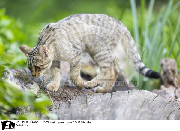 Wildkatze / DMS-13009