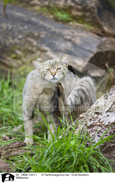 Wildkatze / wildcat / DMS-13011