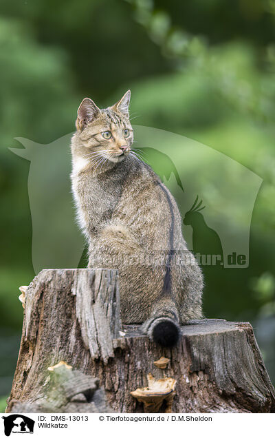 Wildkatze / wildcat / DMS-13013