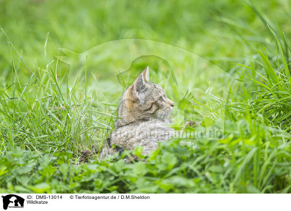 Wildkatze / DMS-13014