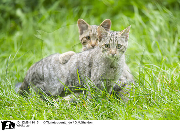 Wildkatze / wildcat / DMS-13015