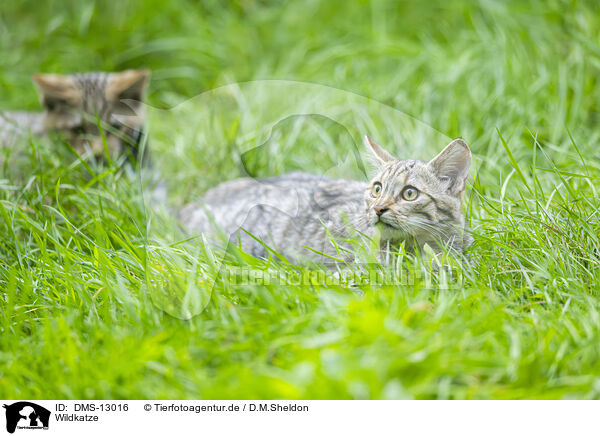 Wildkatze / wildcat / DMS-13016