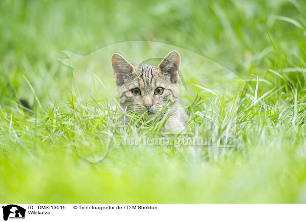 Wildkatze / wildcat / DMS-13019