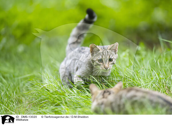 Wildkatze / wildcat / DMS-13020
