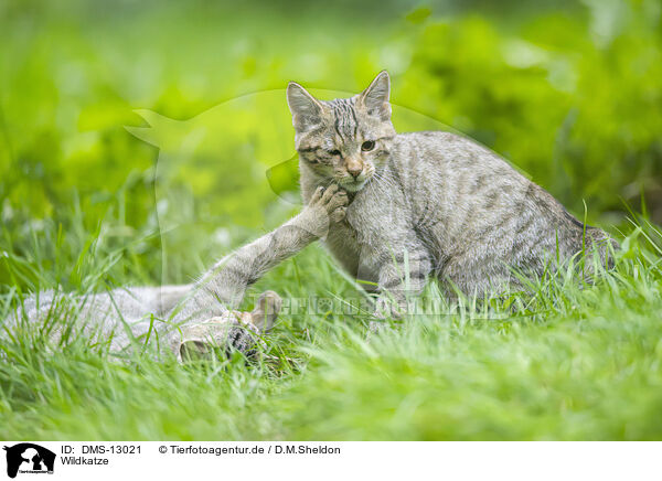 Wildkatze / wildcat / DMS-13021