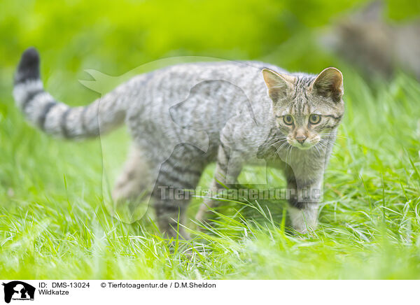 Wildkatze / DMS-13024