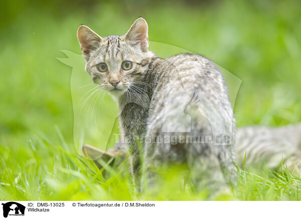 Wildkatze / wildcat / DMS-13025