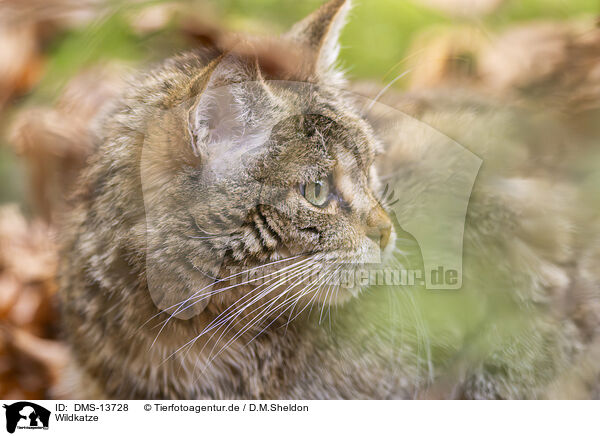 Wildkatze / wild cat / DMS-13728