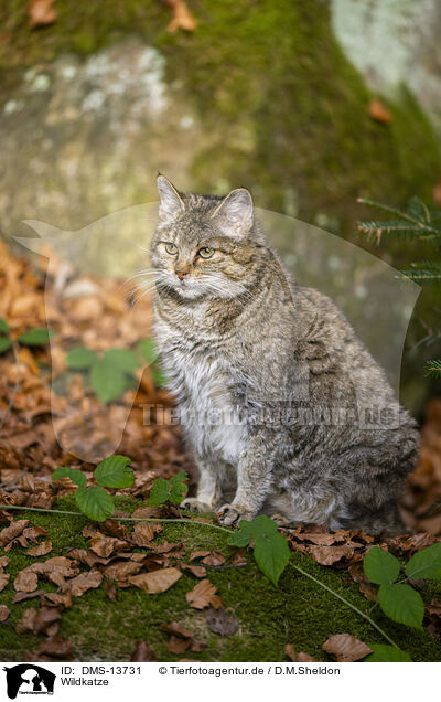 Wildkatze / wild cat / DMS-13731