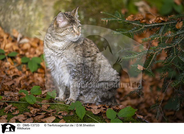 Wildkatze / wild cat / DMS-13733