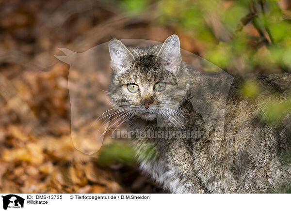 Wildkatze / wild cat / DMS-13735