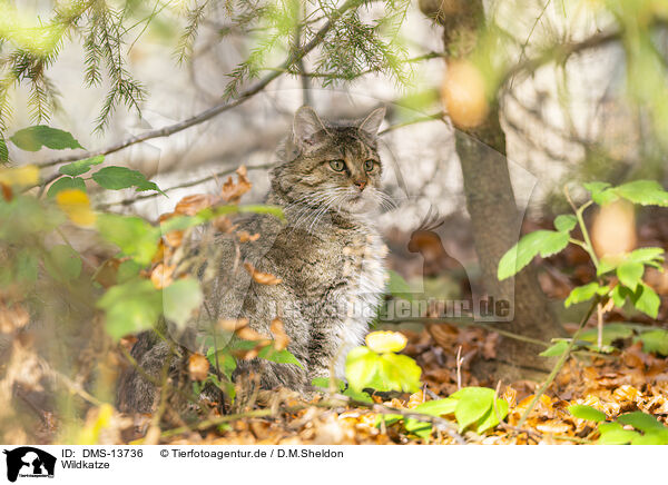 Wildkatze / wild cat / DMS-13736