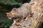 Wildkatze