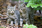 junge Wildkatzen