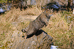 springende Wildkatze