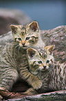 junge Wildkatzen