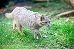 Wildkatze