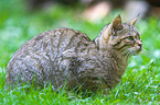 Wildkatze