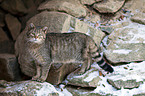Wildkatze