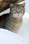 Wildkatze Portrait