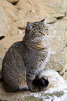 Wildkatze