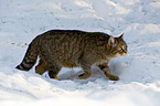 Wildkatze