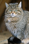 Wildkatze