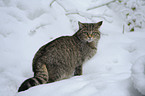 Wildkatze