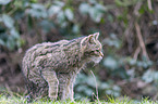 Wildkatze