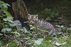Wildkatze