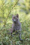 Wildkatze auf dem Baum