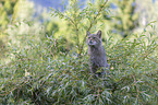 Wildkatze auf dem Baum