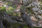 sitzende Wildkatze