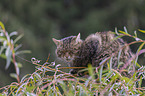 sitzende Wildkatze