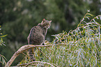 sitzende Wildkatze