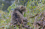 Wildkatze auf dem Baum
