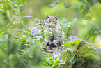 Wildkatze