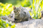 Wildkatze