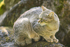 Wildkatze