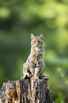 Wildkatze