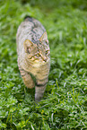 Wildkatze