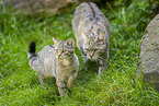 Wildkatze