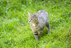Wildkatze