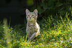 Wildkatze