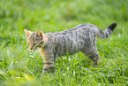 Wildkatze