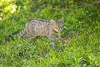 Wildkatze